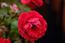 Close-up Of Wet Red Rose