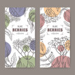 Set of two labels with Sambucus aka elderberry and Rowan aka Sorbus aucuparia branch sketch. Berry fruits series.