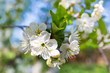 White cherry blossoms on spring garden backgound