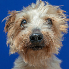 close-up portrait yorkshire dog making beautiful expressions in studio with blue background, portrait of small dog with lightly combed hair, with natural light and face with expression