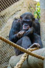  chimpanzee in a zoo