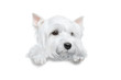 A white dog stands with paws on a white banner or a poster, isolated. West Highland White Terrier