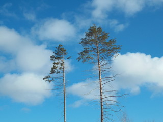 trees in the sky