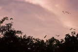 Fototapeta Na sufit - Birds flying at sunset