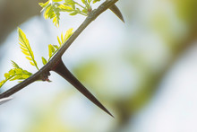 Large Acacia Needles And Young Green Leaves.