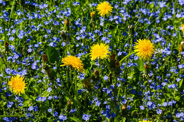 Spring meadow with blooming dandelions and blue veronica on a sunny day, closeup