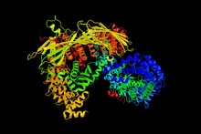 AP-1 Complex Subunit Sigma-1A, A Part Of The Clathrin Coat Assembly Complex Which Links Clathrin To Receptors In Coated Vesicles. These Vesicles Are Involved In Endocytosis And Golgi Processing