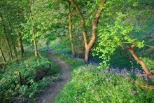 Bluebell Woods Near Chipping Campden, Cotswolds, Gloucestershire, England