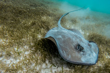 Close-up Of Stingray Swimming In Sea