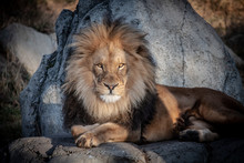 Lion At Calgary Zoo