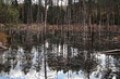 forest pond, reflection in the water of trees and sky