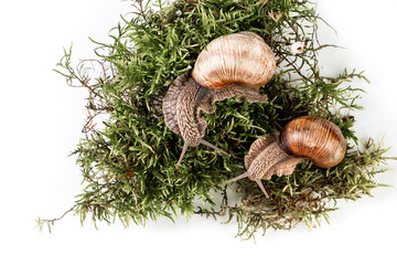 Two garden snails on moss isolated on white in the background Helix Pomatia space for text, top view. Food recipe background. Close up