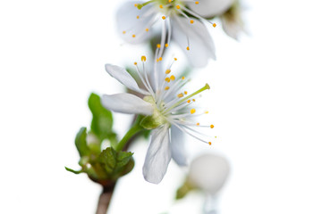  A branch of blooming cherry. White flowers of a cherry.