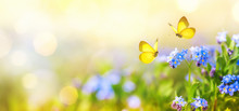 Beautiful Summer Or Spring Meadow With Blue Flowers Of Forget-me-nots And Two Flying Butterflies. Wild Nature Landscape.