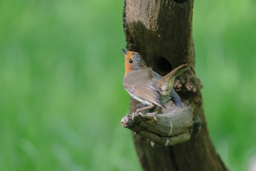 Robin on the branch