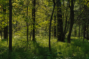  in the summer forest and sunlight breaks through the crowns of trees