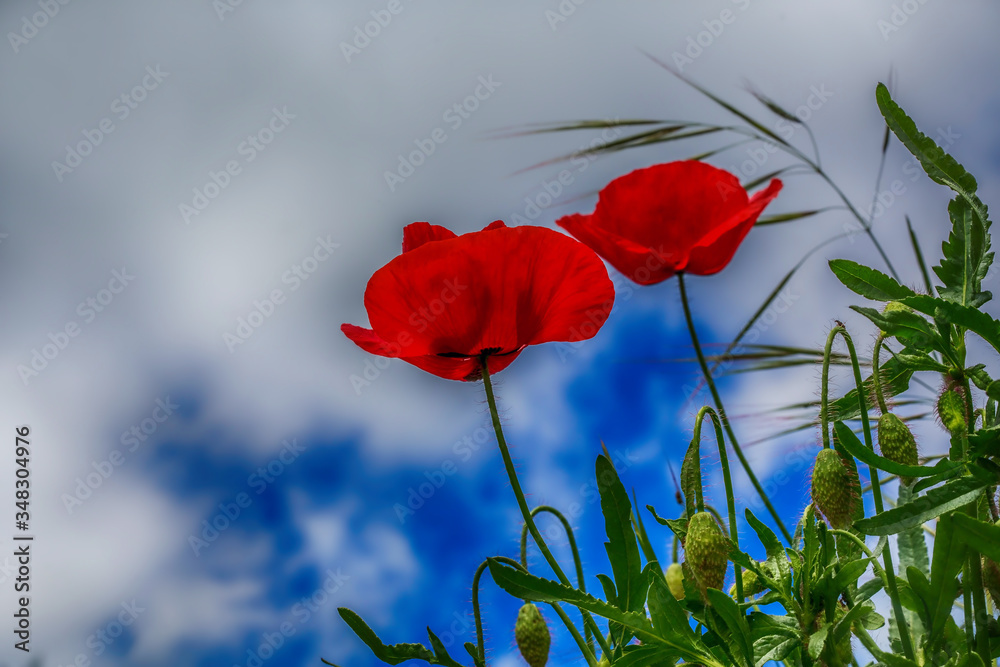 field of red poppies with green grass and blue sky - obrazy, fototapety, plakaty 