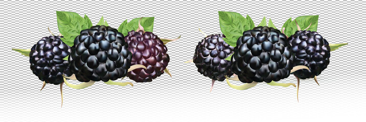 Fresh blackberry isolated on white background. Collection ripe black raspberry with green leaf. Summer berry close up. 3d illustration