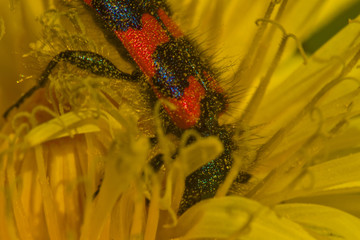 Poster - 
The picture was taken on a sunny afternoon and shows a fire-coloured beetle looking for pollen in a yellow blossom.