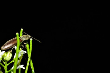 The picture was taken on the evening of a cloudy day and shows a click beetle sitting on a flower. The background was flashed black