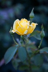 Wall Mural - Yellow rose on a background of dark garden leaves