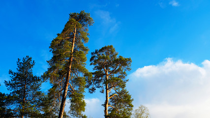 Canvas Print - pine trees against the blue summer sky