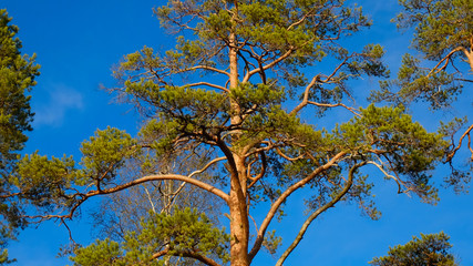 Aufkleber - pine tree on a background of blue sky