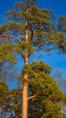 Aufkleber - pine tree on a background of blue sky