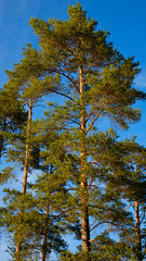 Aufkleber - pine tree on a background of blue sky