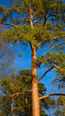Aufkleber - pine tree on a background of blue sky