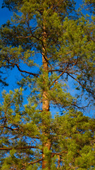 Aufkleber - pine tree on a background of blue sky