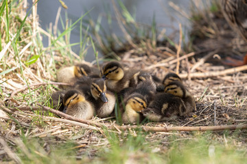 Wall Mural - Wild duck with its little ducklings