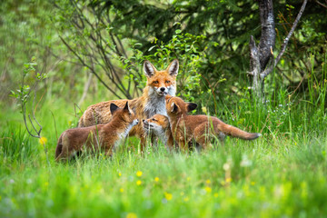 Wall Mural - Female of red fox, vulpes vulpes, showing its tongue while taking care of cubs. Adorable fox family on the meadow full of wildflowers. Horizontal portrait of fox family capturing their behaviour.