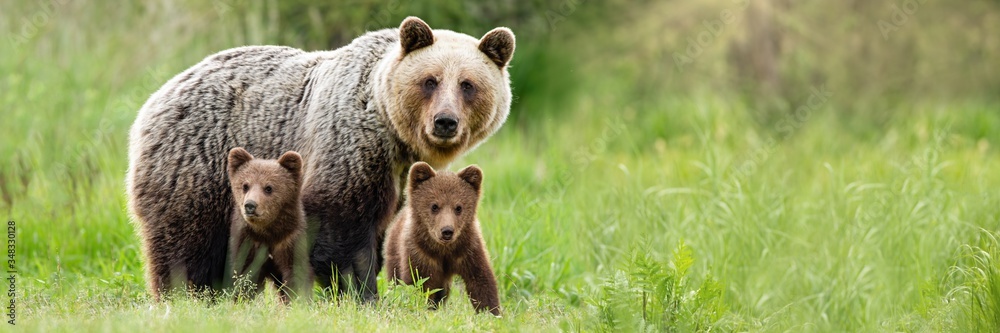 Obraz na płótnie Brown bear, ursus arctos, mother with two cubs on green meadow with copy space. Wide panoramic banner of wild mammal with her lovely offsprings. Animal wildlife in summer nature. w salonie