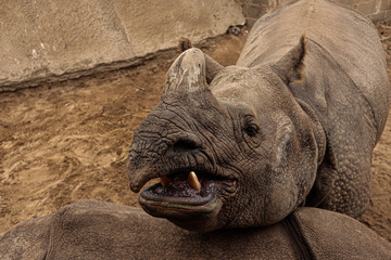 rhino in the sun