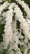 warkocze białych kwiatków