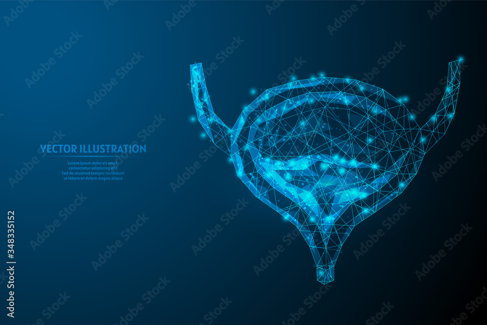 Human bladder close up. Organ anatomy. Excretory system. Kidney disease, cancer, cystitis, stones. Innovative medicine and technology. 3d low poly wireframe vector illustration. - obrazy, fototapety, plakaty 