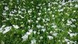 dywan drobnych białych kwiatków