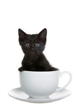 Close Up Portrait Of An Adorable Black Kitten With Blue Eyes Looking Directly At Viewer, Sitting In A Coffee Tea Cup Mug On A Saucer Plate Paw On The Side Of Cup. Isolated On White.