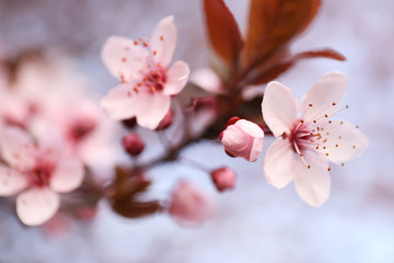 Closeup view of blossoming tree outdoors on spring day