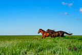Fototapeta  - Wild horses galloping in the sunlit meadow
