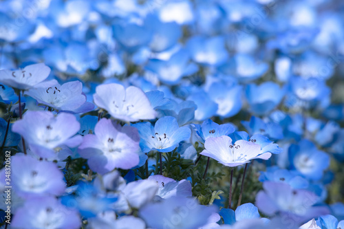 花畑 アドビストックのデザイン かべいろ Com おしゃれ壁紙リフォーム貼り替え インクジェット壁紙のかべいろ Com