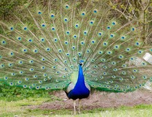 Peacock With Fanned Tail On Field