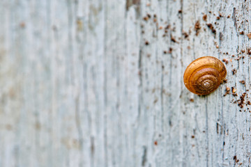 garden snail sits on an old board color