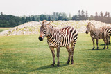 Fototapeta Sawanna - A herd of plains zebra standing together in savanna park on summer day. Exotic African black-and-white striped animal walking in prairie. Beauty in nature. Wild species in natural habitat.