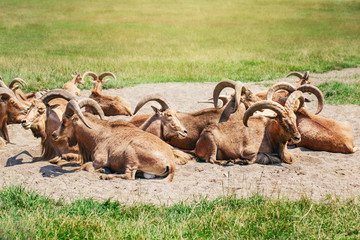 Wall Mural - Group of barbary sheep wild goats antelope lying resting in sand ground on hot summer day. Herd of wild Texas aoudad goats with large curvy horns outdoors in savanna park.