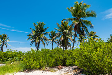 Wall Mural - Tropical vegetation in Contoy island in the caribbean sea (Quintana Roo, Mexico).