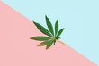 Cannabis leaf in the middle of pastel pink and blue background, male and female Cannabis concept