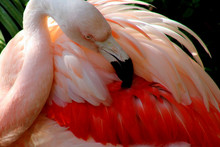 Close-up Of Flamingo