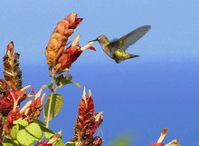 Close-up Of Hummingbird Reaching For Red Flowers Against Clear Sky